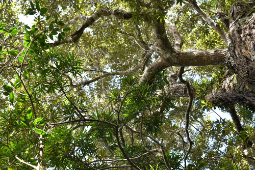 Podocarpus macrophyllus (Buddhist pine) (alternate view 6)
