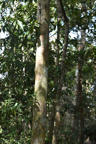 Podocarpus macrophyllus (Buddhist pine) (alternate view 7)