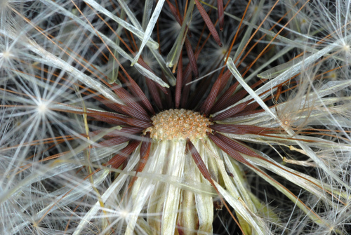 Hypochaeris radicata (hairy cat's-ear)