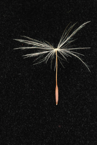 Hypochaeris radicata (hairy cat's-ear) (alternate view 2)