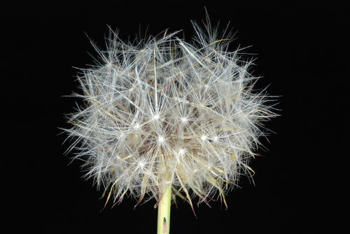 Hypochaeris radicata (hairy cat's-ear) (alternate view 4)