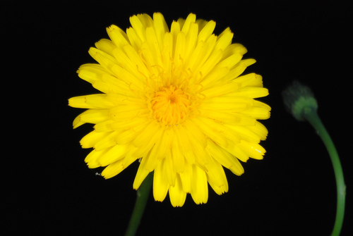 Hypochaeris radicata (hairy cat's-ear) (alternate view 5)