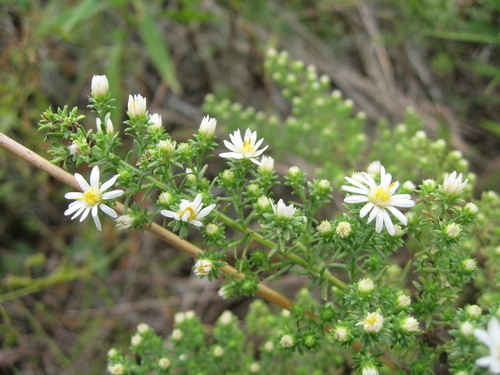 Symphyotrichum ericoides (white heath aster) (alternate view 6)