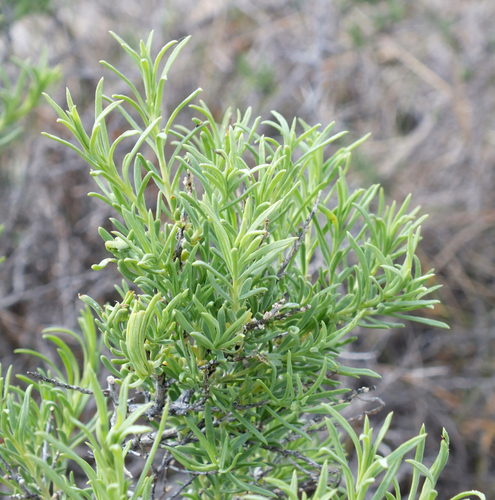 Sarcobatus vermiculatus (Greasewood) (alternate view 5)