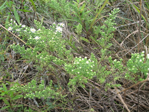 Symphyotrichum ericoides (white heath aster) (alternate view 7)