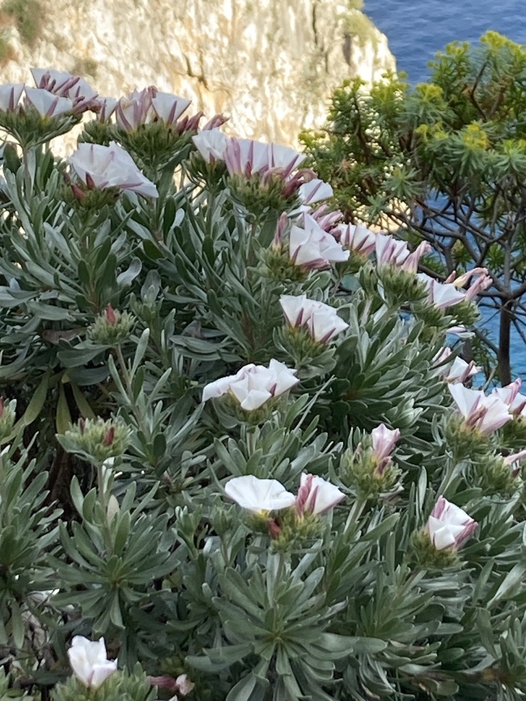 Convolvulus cneorum, Silverbush — mounding evergreen (Convolvulaceae) (image 6 of 10)