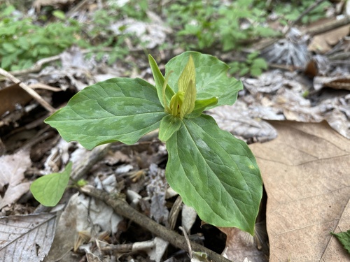 Trillium sessile (toadshade) (alternate view 2)