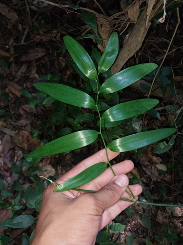 Geitonoplesium cymosum (Climbing Lily) (alternate view 6)
