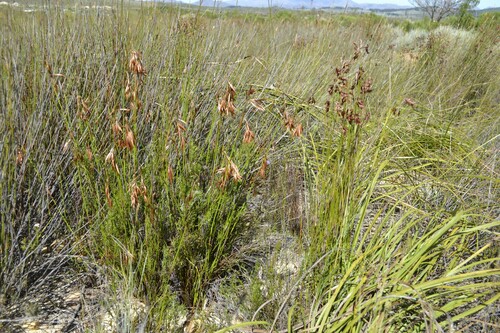 Thamnochortus (Thatching Reeds) (alternate view 2)