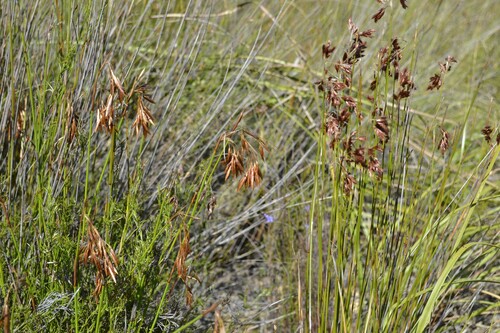 Thamnochortus (Thatching Reeds) (alternate view 3)