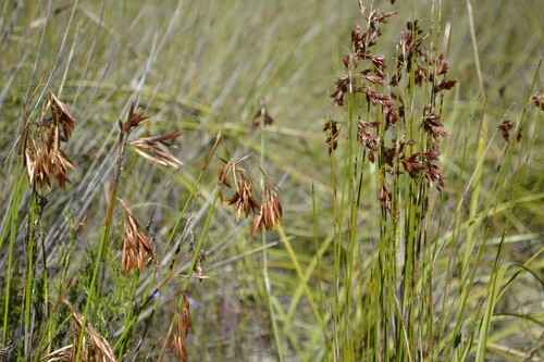 Thamnochortus (Thatching Reeds) (alternate view 4)