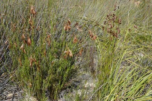 Thamnochortus (Thatching Reeds) (alternate view 5)