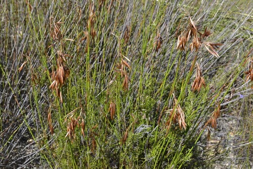 Thamnochortus (Thatching Reeds) (alternate view 6)