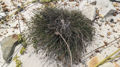 Ficinia (Star Grasses) (alternate view 5)