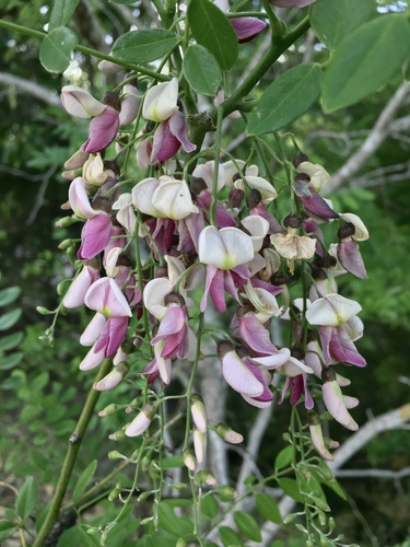 Styphnolobium affine (Eve's Necklacepod)