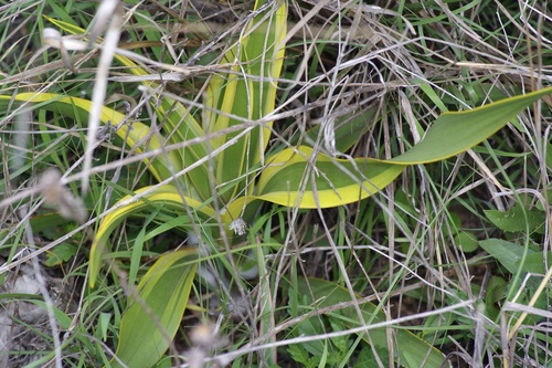 Yucca rupicola (Twisted-leaf Yucca) (alternate view 7)