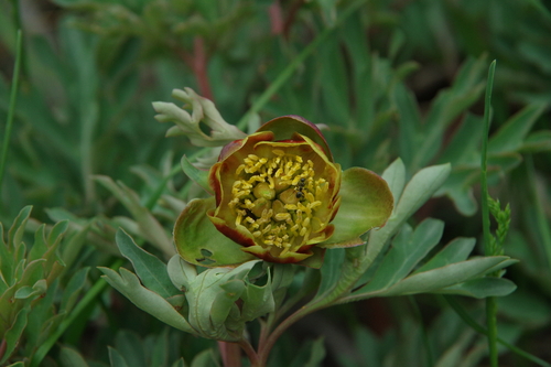 Paeonia (Peonies) (alternate view 6)