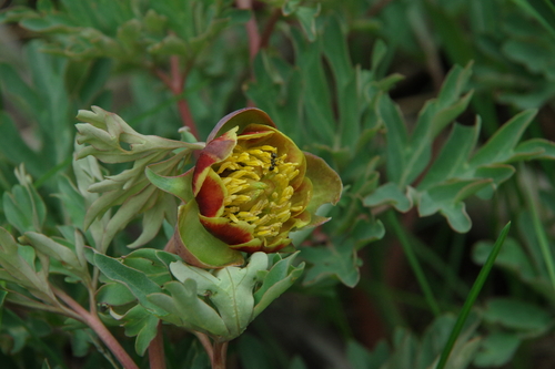Paeonia (Peonies) (alternate view 7)