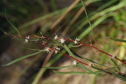 Hakea ulicina (Furze Hakea) (alternate view 3)