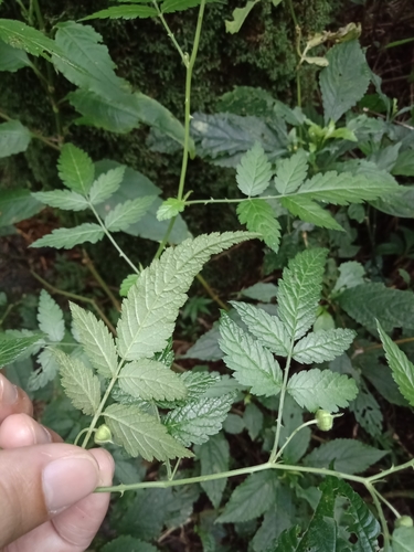 Rubus rosifolius (roseleaf bramble) (alternate view 4)