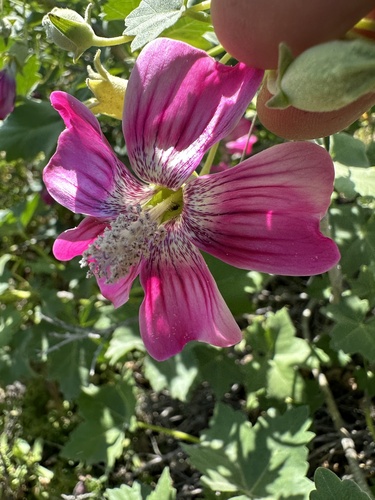 Malva (Mallows) (alternate view 6)