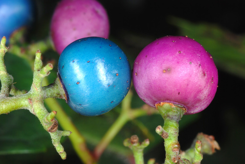 Ampelopsis glandulosa (Porcelain Berry)
