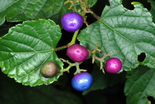 Ampelopsis glandulosa (Porcelain Berry)
