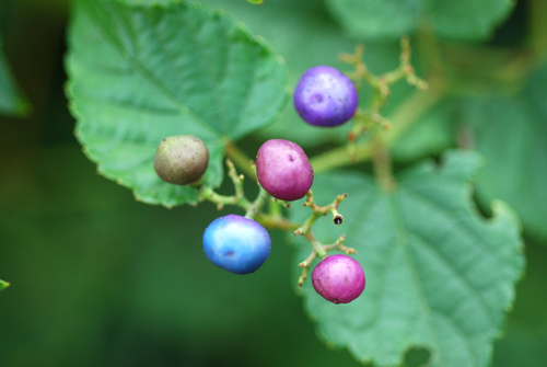 Ampelopsis glandulosa (Porcelain Berry)