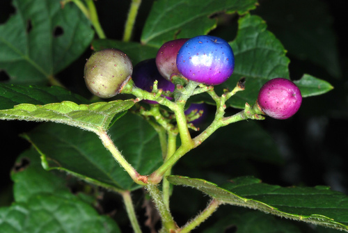 Ampelopsis glandulosa (Porcelain Berry)