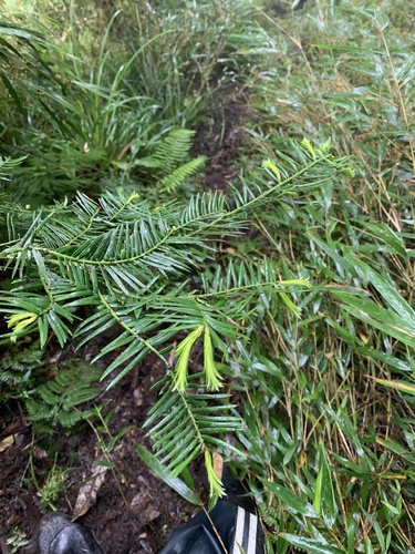 Cephalotaxus harringtonia (Japanese Plum Yew)