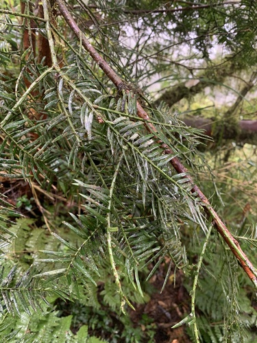 Cephalotaxus harringtonia (Japanese Plum Yew)