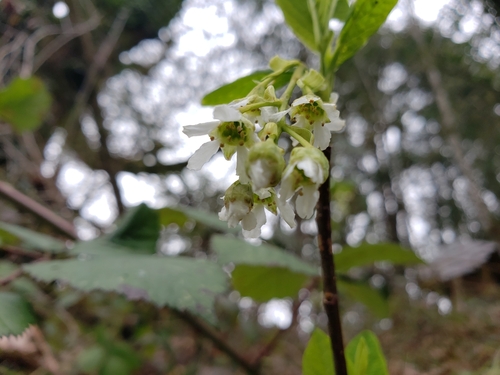 Oemleria cerasiformis (osoberry) (alternate view 5)