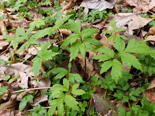 Hydrophyllum tenuipes (Pacific waterleaf) (alternate view 5)
