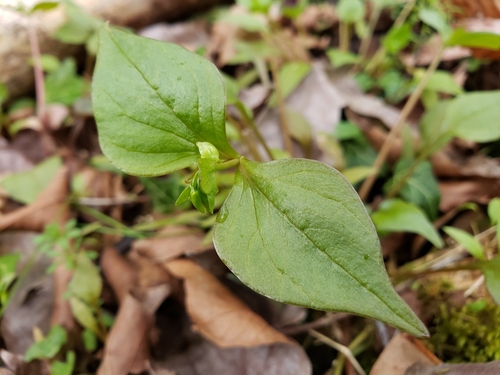 Claytonia sibirica (Siberian miner's-lettuce)