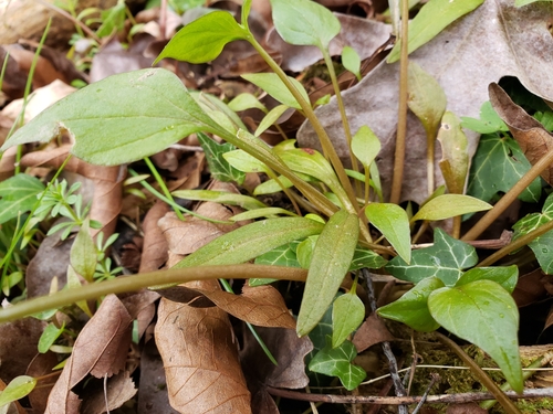 Claytonia sibirica (Siberian miner's-lettuce)