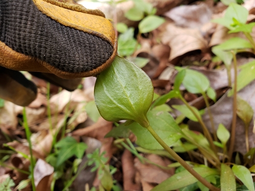 Claytonia sibirica (Siberian miner's-lettuce)