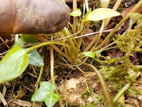 Claytonia sibirica (Siberian miner's-lettuce)