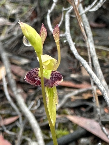 Leporella fimbriata (Hare Orchid) (alternate view 5)