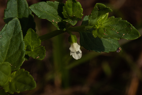 Torenia (wishbone flowers) (alternate view 9)