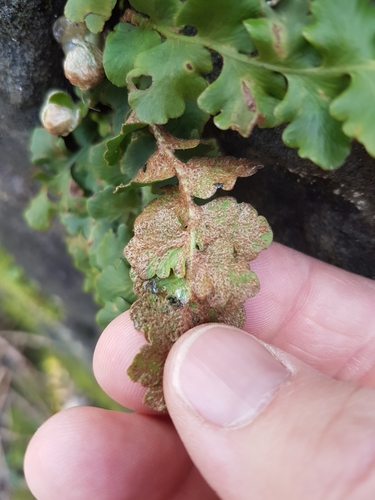 Asplenium ceterach (Rustyback)