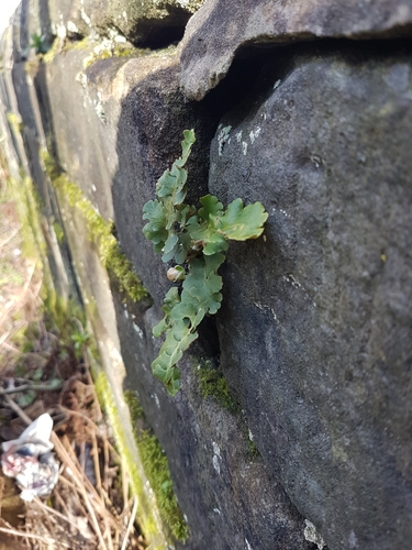 Asplenium ceterach (Rustyback)