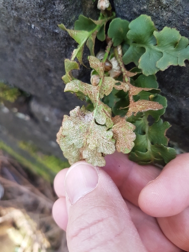 Asplenium ceterach (Rustyback)