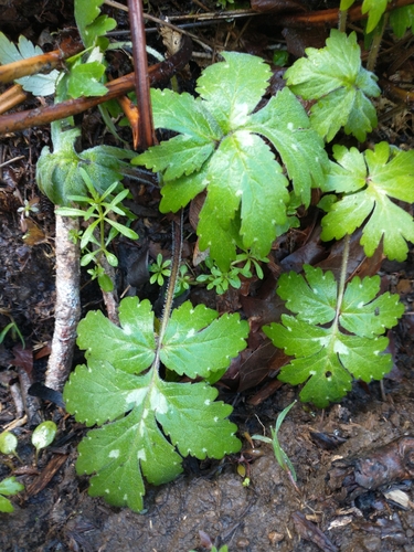 Hydrophyllum (Waterleaves) (alternate view 4)