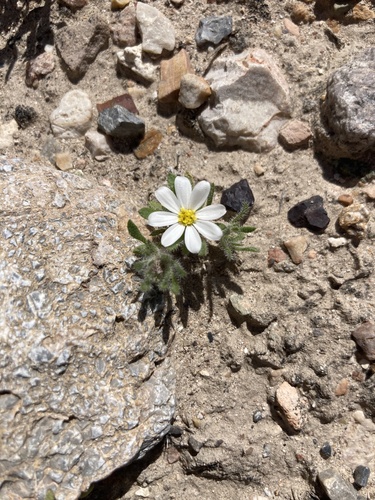 Monoptilon bellioides (Mojave desertstar) (alternate view 5)
