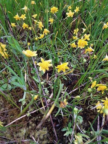 Lasthenia californica (California goldfields)