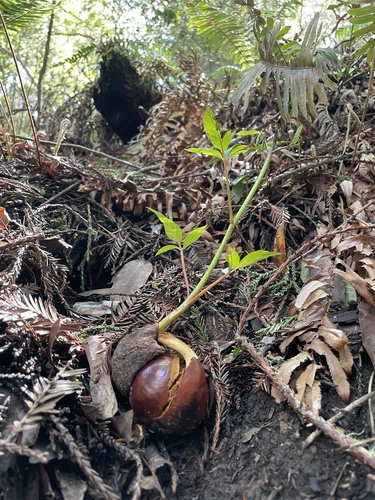Aesculus californica (California Buckeye)