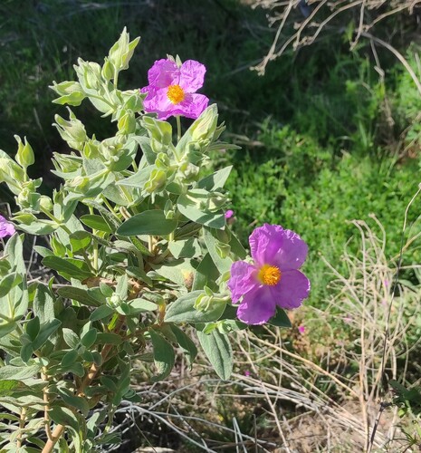 Cistus albidus (white-leaved cistus)