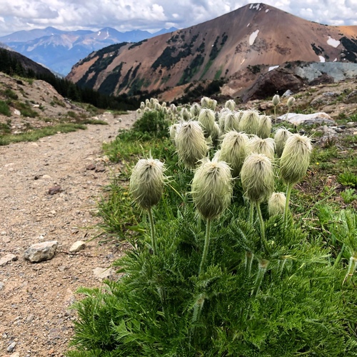 Pulsatilla occidentalis (Western pasqueflower)