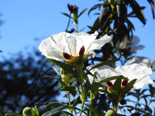 Cistus ladanifer (Gum Rockrose) (alternate view 2)