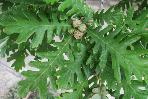 Quercus frainetto (Hungarian oak) (alternate view 4)